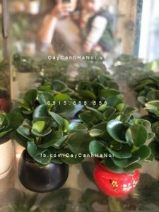 cay-truong-sinh-225x300 Bất ngờ những cách nhân giống cây trường sinh