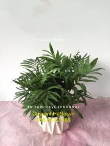 vi-tri-ung-dung-cay-cau-tieu-tram-300x225 Cây cau tiểu trâm nên trồng thế nào?