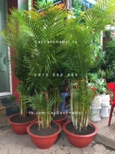 vi-tri-ung-dung-cay-cau-tieu-tram-300x225 Cây cau tiểu trâm nên trồng thế nào?