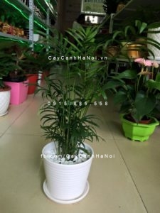 vi-tri-ung-dung-cay-cau-tieu-tram-300x225 Cây cau tiểu trâm nên trồng thế nào?