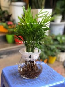 vi-tri-ung-dung-cay-cau-tieu-tram-300x225 Cây cau tiểu trâm nên trồng thế nào?