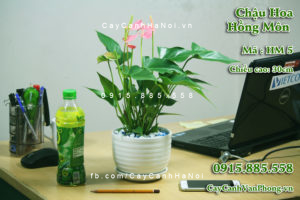 cham-soc-cay-hong-mon-tai-nha-300x200 Cách trồng cây hồng môn đặt trong văn phòng