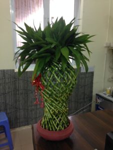 cay-phat-tai-thuy-sinh-trong-chau-e1534148861861-200x300 Bí quyết chọn, trưng bày cây phát tài
