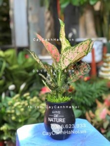 cay-van-loc-thuy-sinh-225x300 Cây vạn lộc: Chọn mua, chăm sóc thế nào?