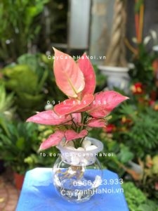 cay-van-loc-thuy-sinh-225x300 Cây vạn lộc: Chọn mua, chăm sóc thế nào?