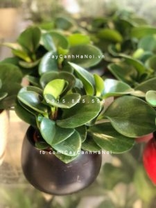 cay-truong-sinh-225x300 Bất ngờ những cách nhân giống cây trường sinh