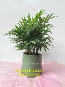 vi-tri-ung-dung-cay-cau-tieu-tram-300x225 Cây cau tiểu trâm nên trồng thế nào?