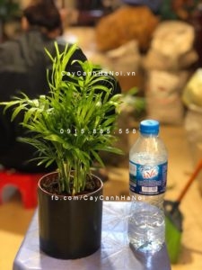 vi-tri-ung-dung-cay-cau-tieu-tram-300x225 Cây cau tiểu trâm nên trồng thế nào?