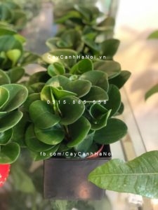 cay-truong-sinh-225x300 Bất ngờ những cách nhân giống cây trường sinh