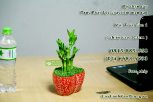 tructim-cay-phat-loc-300x200 Cây phát lộc