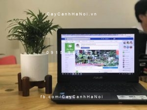 vi-tri-ung-dung-cay-cau-tieu-tram-300x225 Cây cau tiểu trâm nên trồng thế nào?