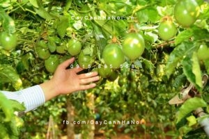 cay-chanh-leo-gia-re-300x200 Kinh nghiệm trồng cây chanh leo trên sân thượng