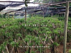 chau-cay-dai-loc-225x300 Cây đại lộc nên chọn thế nào, chăm sóc ra sao?