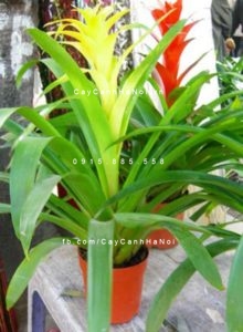 cay-dua-canh-do-cay-dua-canh-vang-220x300 Tìm hiểu về cây dứa cảnh