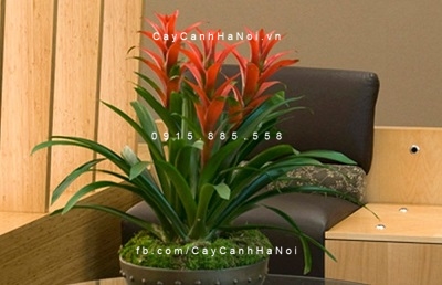 cay-dua-canh-do-cay-dua-canh-vang-220x300 Tìm hiểu về cây dứa cảnh