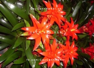 cay-dua-canh-do-cay-dua-canh-vang-220x300 Tìm hiểu về cây dứa cảnh