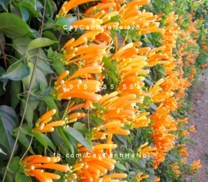cham-soc-cay-hoa-chum-ot-300x217 Bật mí những thông tin thú vị về cây hoa chùm ớt