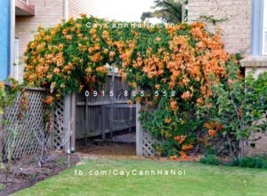 cham-soc-cay-hoa-chum-ot-300x217 Bật mí những thông tin thú vị về cây hoa chùm ớt