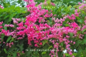 cay-hoa-ti-gon-300x200 Cây hoa leo ti gôn: Cây leo giàn đẹp mắt