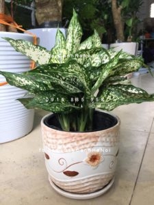cay-ngoc-ngan-169x300 Điểm lại những lợi ích đặc biệt của cây ngọc ngân