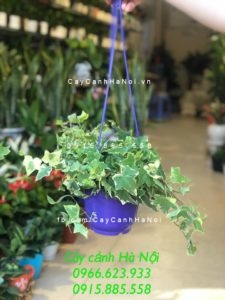 cay-thuong-xuan-gia-re-225x300 Cây thường xuân xuất hiện trong văn học