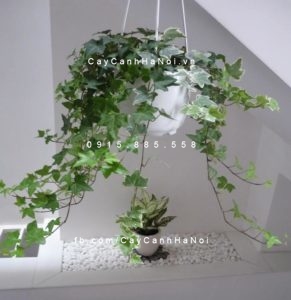 cay-thuong-xuan-gia-re-225x300 Cây thường xuân xuất hiện trong văn học