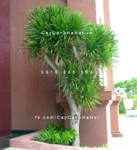 chau-cay-dai-loc-225x300 Cây đại lộc nên chọn thế nào, chăm sóc ra sao?