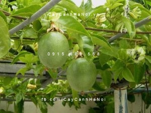 cay-chanh-leo-gia-re-300x200 Kinh nghiệm trồng cây chanh leo trên sân thượng