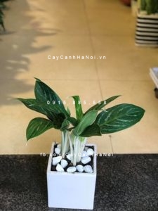 cay-bach-ma-hoang-tu-225x300 Cây bạch mã và những bí quyết chăm sóc vô cùng đơn giản