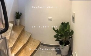 cay-bach-ma-hoang-tu-225x300 Cây bạch mã và những bí quyết chăm sóc vô cùng đơn giản