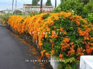cham-soc-cay-hoa-chum-ot-300x217 Bật mí những thông tin thú vị về cây hoa chùm ớt