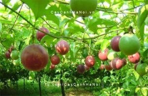 cay-chanh-leo-gia-re-300x200 Kinh nghiệm trồng cây chanh leo trên sân thượng