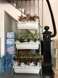 cay-ngoc-ngan-169x300 Điểm lại những lợi ích đặc biệt của cây ngọc ngân