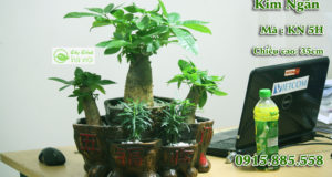 Cây kim ngân tiểu cảnh vừa đẹp lại ý nghĩa