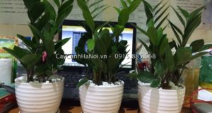 Thật dễ dàng để áp dụng kỹ thuật trồng cây kim tiền ngay tại nhà