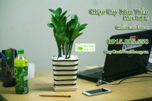 Cây có dáng đẹp, vươn thẳng xanh tươi