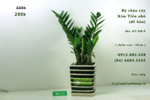 Cây kim tiền có nhiều tác dụng và ý nghĩa phong thuỷ