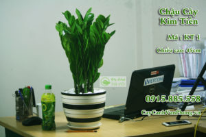 Cây kim tiền có tên gọi khác là kim phát tài