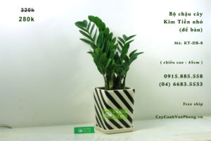 Cây kim tiền dễ chăm sóc