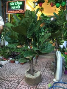 Cây bàng Singapore - Trang trí nội thất hiện đại mà phong thuỷ 6
