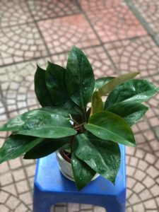 Cách chọn cây đế vương