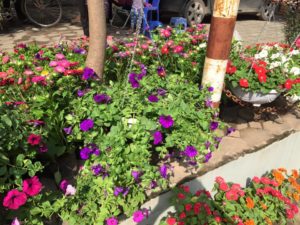 Cây hoa dạ yến thảo tím