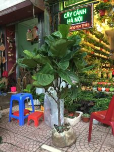 Cây bàng Singapore - Trang trí nội thất hiện đại mà phong thuỷ 8