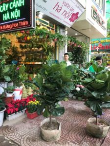 Cây bàng Singapore - Trang trí nội thất hiện đại mà phong thuỷ