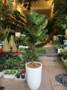Cây bàng Singapore - Trang trí nội thất hiện đại mà phong thuỷ 4