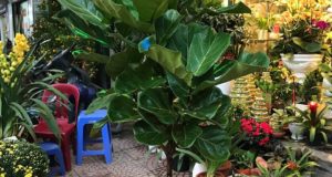 Cây bàng Singapore - Trang trí nội thất hiện đại mà phong thuỷ 5
