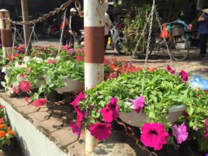 Chậu hoa dạ yến thảo treo trên phố