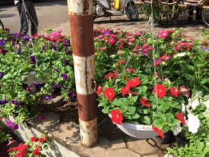 Cây hoa dạ yến thảo giá rẻ