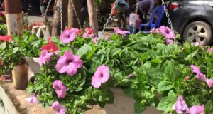 Dạ yến thảo màu hồng phấn