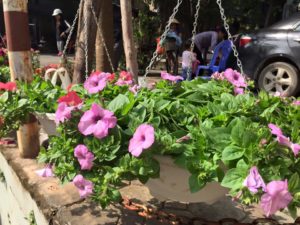 Dạ yến thảo màu hồng phấn